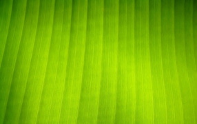 Текстура листка