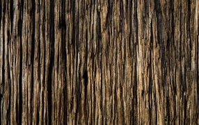 Старое ветхое дерево