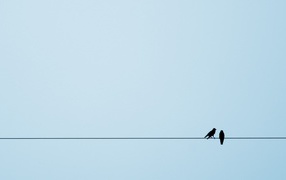 Две птицы на канате, голубой фон