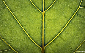Жилки зеленого листа, фон