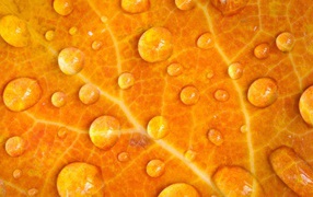 Мокрый желтый лист, фон