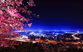Cherry blossoms against the backdrop of the city at night