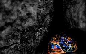 Разноцветная ракушка