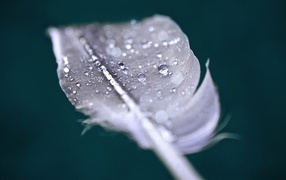 Капли воды на пере