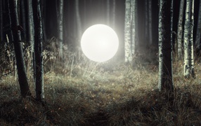 Светящийся шар посреди леса