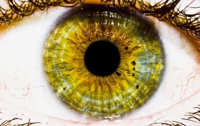 Зеленый глаз, макро фото