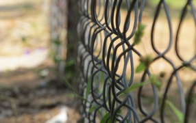 Зелень вьется по решетке