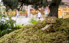 Японский Дандо на мху