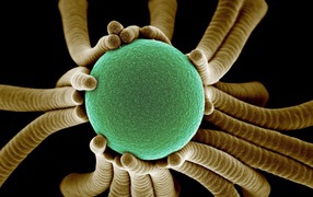 Жизнь маленьких бактерий