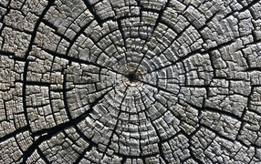 Старый спил дерева