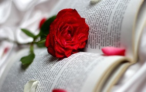 Красная роза среди страниц
