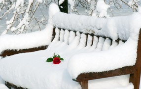 Rose on the snow-covered bench