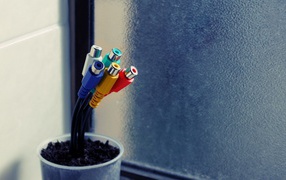 Тюльпаны в горшке