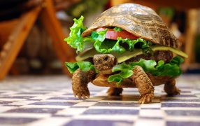 Черепаха в виде гамбургера