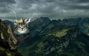 Кот в короне среди гор