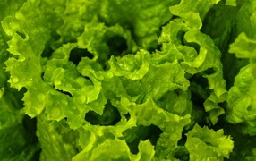 Листья зеленого салата