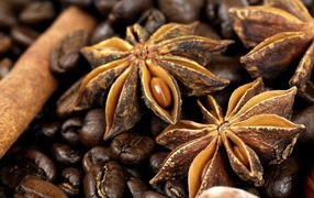 Плоды бадьянового дерева