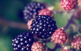Berries blackberries