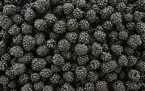 Black blackberries