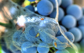 Паутинка на винограде