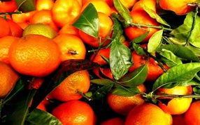 Зрелые плоды и веточки с апельсинового дерева