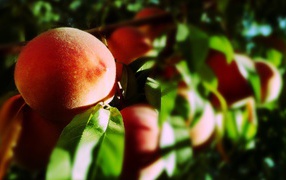 Ripe peach fruit on the branch