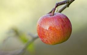 Спелое красное яблоко на ветке