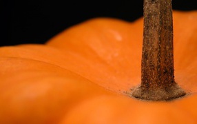 Tail orange pumpkins