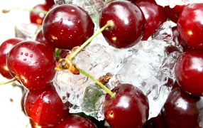 The cherries on ice cubes