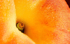 Черенок персика