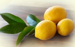 Three lemons with a sprig of a tree
