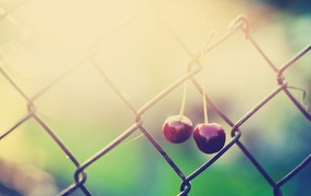 Two cherries hanging on the wire
