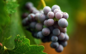 White coating on grapes