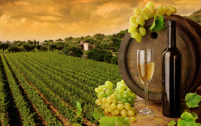 Виноградник и бочка с вином