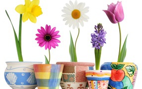 Распустившиеся цветы в горшках на 8 марта