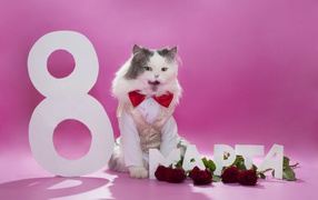 Милый кот поздравляет с 8 марта
