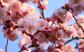 Розовые цветы на деревьях на 8 марта