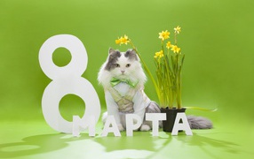 Мартовский кот с букетом для любимой