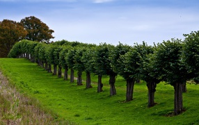 A number of trimmed trees along the towpath