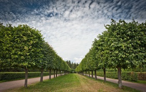 Аккуратная аллея лиственных деревьев