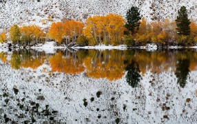 Autumn trees on the background of the first snow reflected in the water