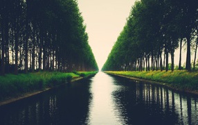 Avenue of trees on the bank of the canal
