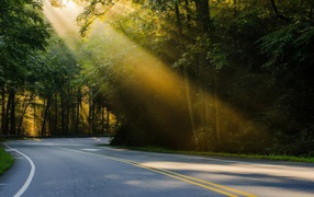 Луч света над дорогой в лесу