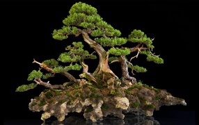 Красивый бонсай на черном фоне