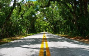Beautiful road in the tropics