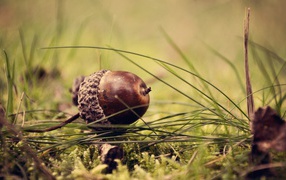 Коричневый желудь на траве