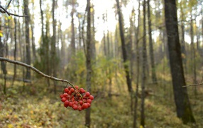 Кисть плодов рябины