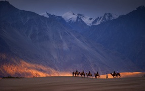 Караван верблюдов на фоне гор