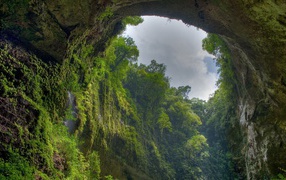 Cave overgrown greenery inside