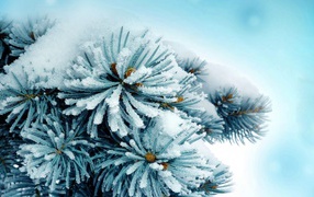 Елку припорошило снегом